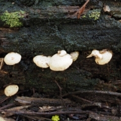 Panellus pusillus at Cotter River, ACT - 9 Jul 2016