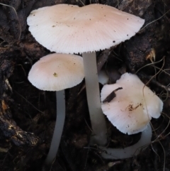 zz agaric (stem; gills white/cream) at Cotter River, ACT - 9 Jul 2016 by KenT