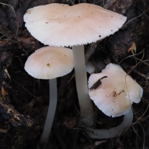 zz agaric (stem; gills white/cream) at Cotter River, ACT - 9 Jul 2016