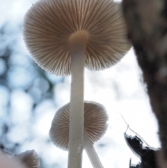 zz agaric (stem; gills white/cream) at Cotter River, ACT - 9 Jul 2016 03:57 PM