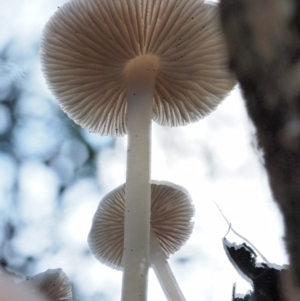 zz agaric (stem; gills white/cream) at Cotter River, ACT - 9 Jul 2016 03:57 PM