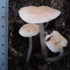 zz agaric (stem; gills white/cream) at Cotter River, ACT - 9 Jul 2016 03:57 PM