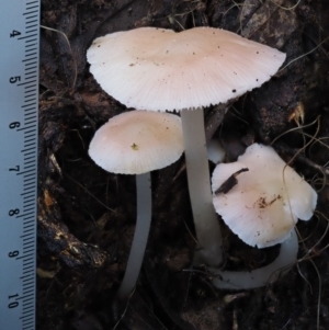 zz agaric (stem; gills white/cream) at Cotter River, ACT - 9 Jul 2016 03:57 PM