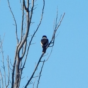 Cracticus nigrogularis at Belconnen, ACT - 15 Jul 2016