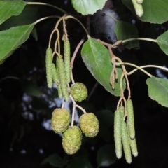 Alnus glutinosa (Black Alder) at Lake Burley Griffin West - 24 Mar 2016 by michaelb