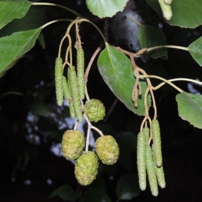 Alnus glutinosa (Black Alder) at Lake Burley Griffin West - 24 Mar 2016 by michaelb