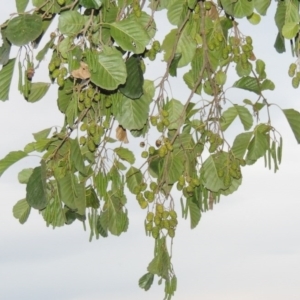 Alnus glutinosa at Yarralumla, ACT - 24 Mar 2016