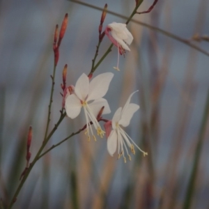 Oenothera lindheimeri at Gordon, ACT - 27 Mar 2016 07:18 PM