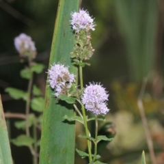 Mentha x piperita (Peppermint) at Lake Burley Griffin West - 24 Mar 2016 by michaelb