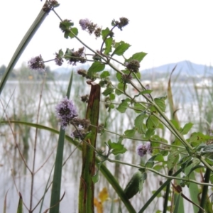 Mentha x piperita at Yarralumla, ACT - 24 Mar 2016