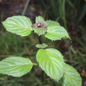 Mentha x piperita at Yarralumla, ACT - 24 Mar 2016