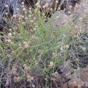 Calotis lappulacea at Tennent, ACT - 3 May 2016