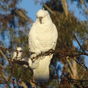 Cacatua galerita at Watson, ACT - 16 Jul 2016 08:55 AM