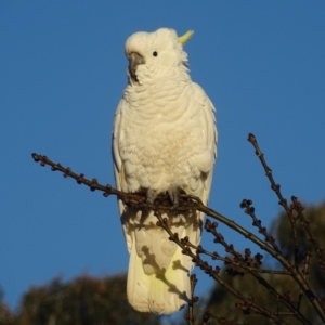 Cacatua galerita at Watson, ACT - 16 Jul 2016 08:55 AM