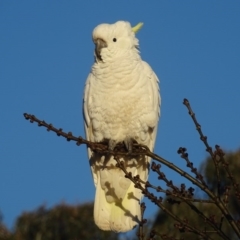 Cacatua galerita at Watson, ACT - 16 Jul 2016