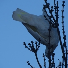 Cacatua galerita at Watson, ACT - 16 Jul 2016 08:55 AM