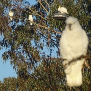 Cacatua galerita at Watson, ACT - 16 Jul 2016 08:55 AM