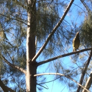 Ptilonorhynchus violaceus at Yarralumla, ACT - 16 Jul 2016