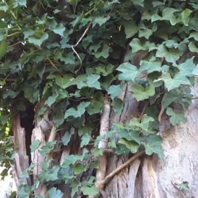 Hedera helix (Ivy) at Mount Mugga Mugga - 16 Jul 2016 by Mike