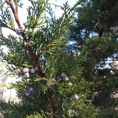 Hesperocyparis macrocarpa (Monterey Cypress) at Mount Mugga Mugga - 16 Jul 2016 by Mike