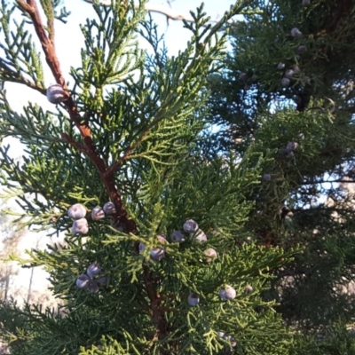 Hesperocyparis macrocarpa (Monterey Cypress) at Symonston, ACT - 16 Jul 2016 by Mike
