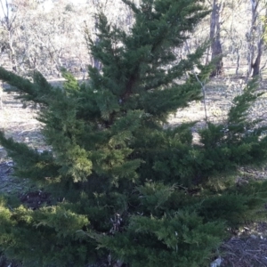 Hesperocyparis macrocarpa at Symonston, ACT - 16 Jul 2016 03:11 PM