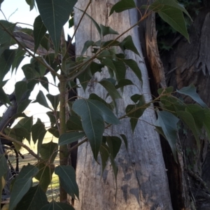 Brachychiton populneus subsp. populneus at Symonston, ACT - 16 Jul 2016