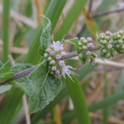 Mentha spicata (Garden Mint) at Point Hut Pond - 27 Mar 2016 by michaelb