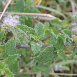 Mentha spicata at Gordon, ACT - 27 Mar 2016 06:26 PM