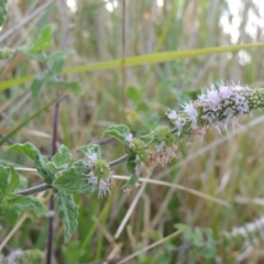 Mentha spicata at Gordon, ACT - 27 Mar 2016 06:26 PM