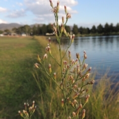 Symphyotrichum subulatum (Wild Aster, Bushy Starwort) at Point Hut Pond - 27 Mar 2016 by michaelb