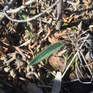 Caladenia actensis at suppressed - suppressed