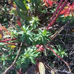 Euphorbia oblongata (Egg-leaf Spurge) at Jerrabomberra, ACT - 17 Jul 2016 by Mike