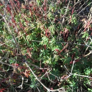 Euphorbia oblongata at Jerrabomberra, ACT - 17 Jul 2016