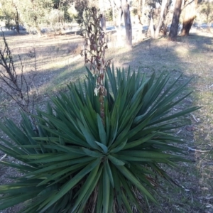 Yucca aloifolia at Isaacs Ridge Offset Area - 17 Jul 2016 03:54 PM