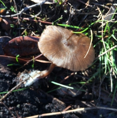 zz agaric (stem; gills white/cream) at Mount Majura - 17 Jul 2016 by AaronClausen