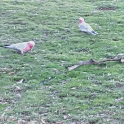 Eolophus roseicapilla (Galah) at Symonston, ACT - 16 Jul 2016 by Mike