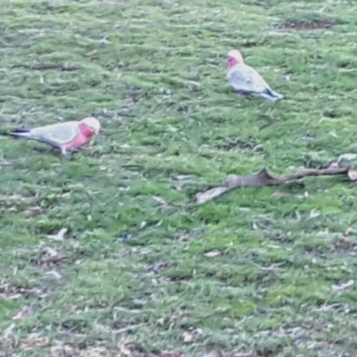 Eolophus roseicapilla (Galah) at Symonston, ACT - 15 Jul 2016 by Mike