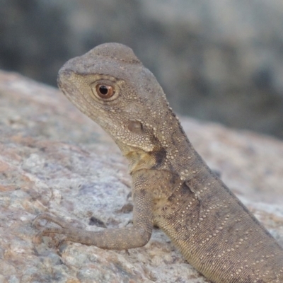 Intellagama lesueurii howittii (Gippsland Water Dragon) at Point Hut to Tharwa - 2 Mar 2016 by michaelb