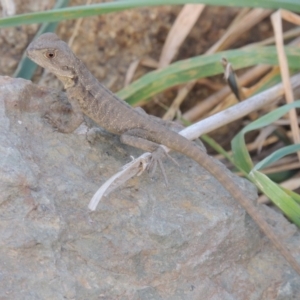 Intellagama lesueurii howittii at Tharwa, ACT - 2 Mar 2016