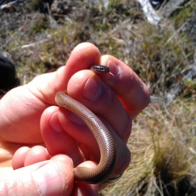 Parasuta dwyeri (Dwyer's Black-headed Snake) at Melrose - 1 Nov 2012 by RobSpeirs
