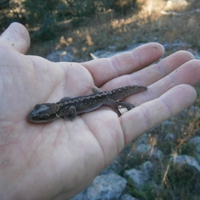 Diplodactylus vittatus (Eastern Stone Gecko) at Tuggeranong DC, ACT - 6 Oct 2012 by RobSpeirs