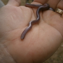 Anilios nigrescens (Blackish Blind Snake) at Kinleyside - 26 Nov 2012 by RobSpeirs