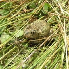 Neobatrachus sudellae (Sudell's Frog or Common Spadefoot) at Gungahlin, ACT - 4 Dec 2010 by RobSpeirs