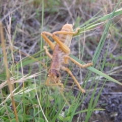 Cooraboorama canberrae (Canberra Raspy Cricket) at Lawson, ACT - 4 Dec 2010 by RobSpeirs