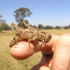 Perunga ochracea (Perunga grasshopper, Cross-dressing Grasshopper) at Nadjung Mada NR - 30 Nov 2010 by RobSpeirs