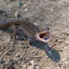 Diplodactylus vittatus (Eastern Stone Gecko) at QPRC LGA - 1 Oct 2015 by RobSpeirs