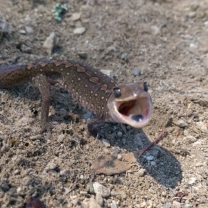 Diplodactylus vittatus at Googong, NSW - 1 Oct 2015