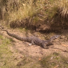 Varanus rosenbergi (Heath or Rosenberg's Monitor) at Clear Range, NSW - 19 Feb 2013 by RobSpeirs