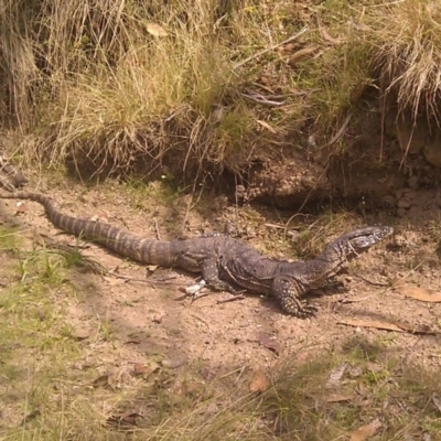 Varanus rosenbergi (Heath or Rosenberg's Monitor) at Clear Range, NSW - 19 Feb 2013 by RobSpeirs